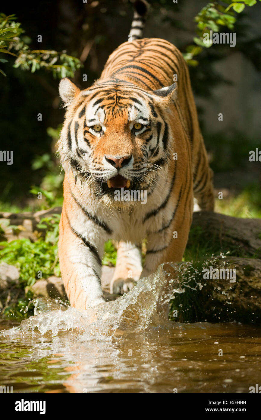 Tigre siberiano o de Amur el tigre (Panthera tigris altaica) que se ejecuta en el agua, cautiva, Sajonia, Alemania Foto de stock