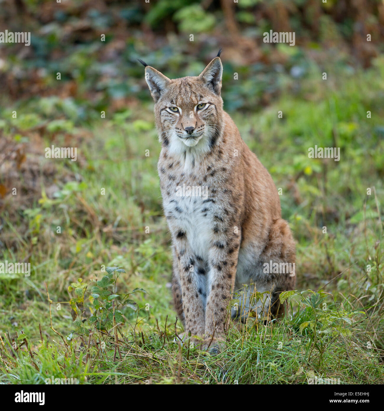 El lince eurásico (Lynx lynx), cautiva, Baja Sajonia, Alemania Foto de stock