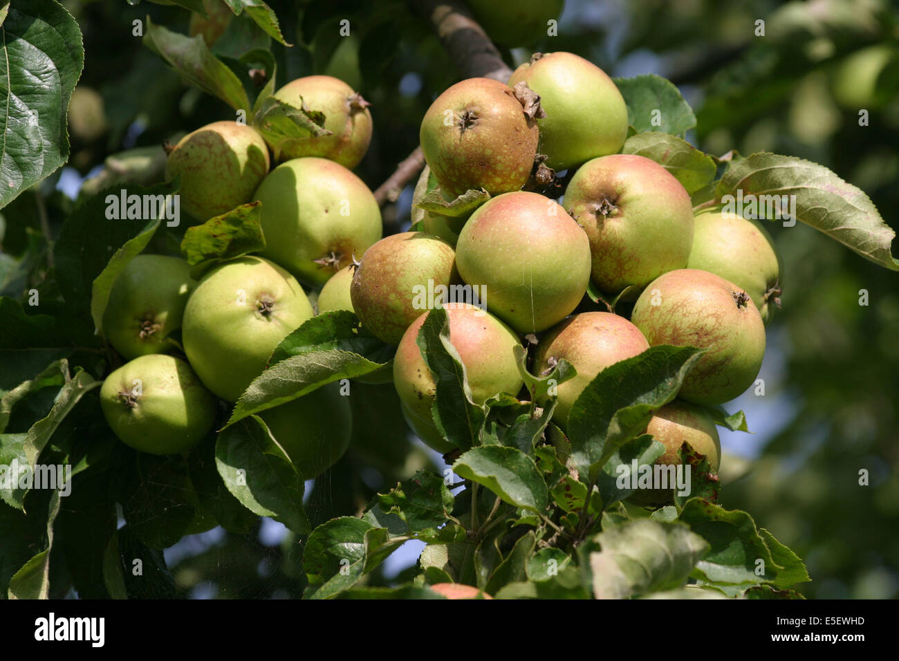 Francia Haute Normandie Sena Maritimo Pommes Pommier Timbre Fruitier Verger Fotografia De Stock Alamy