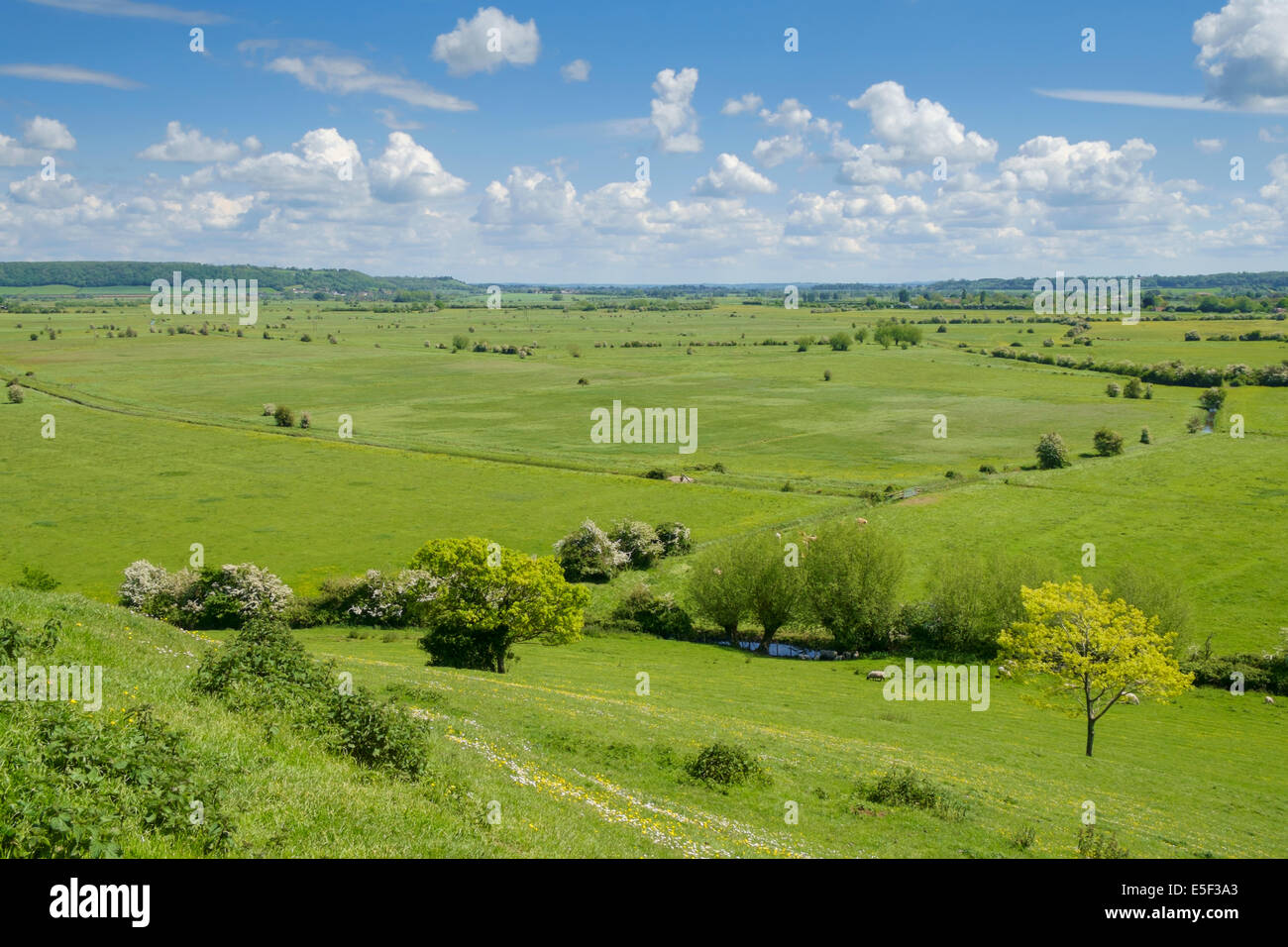 Vista a través de los niveles de Somerset, Somerset, Inglaterra, Reino Unido. Foto de stock