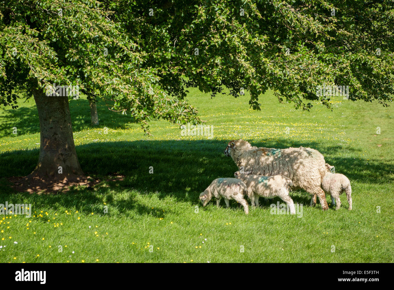 Las ovejas y sus corderos en una primavera de pradera, Inglaterra, Reino Unido. Foto de stock