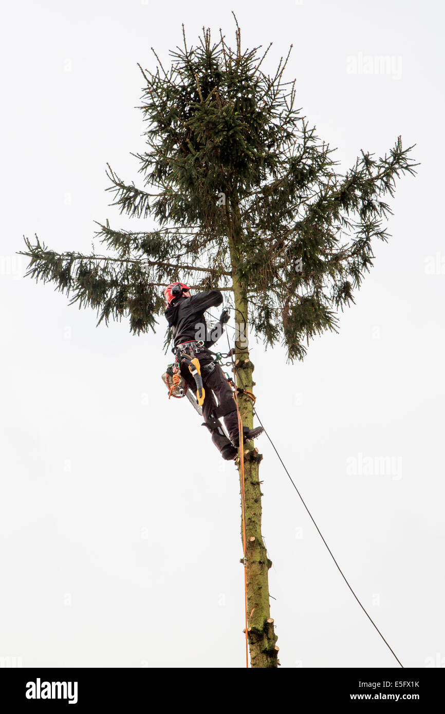 Tree Surgeon / arborist / poda arboriculturist abeto Foto de stock