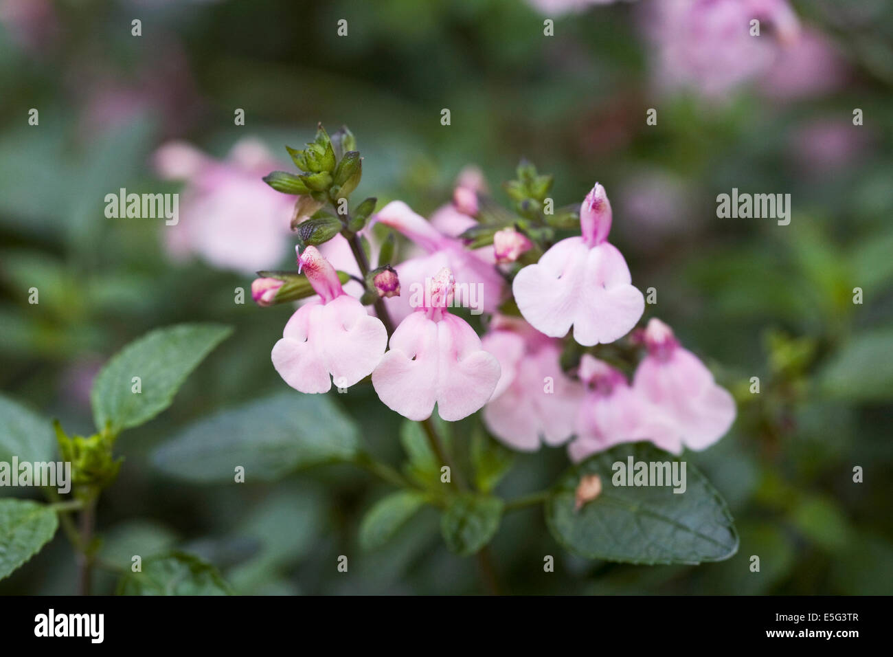Greggi fotografías e imágenes de alta resolución - Alamy