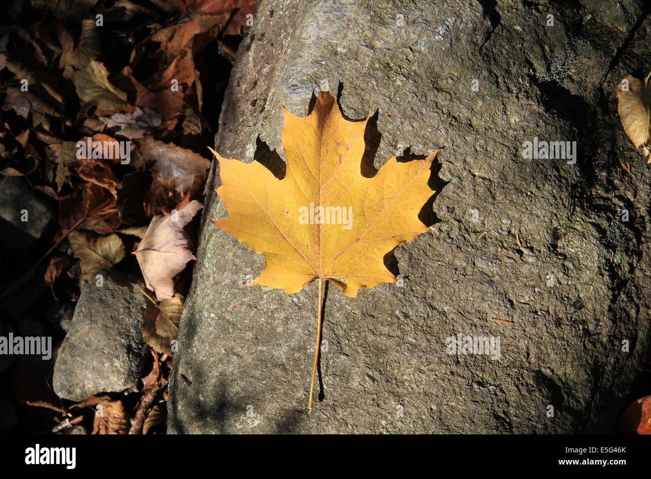 Sugar Maple Leaf Foto de stock