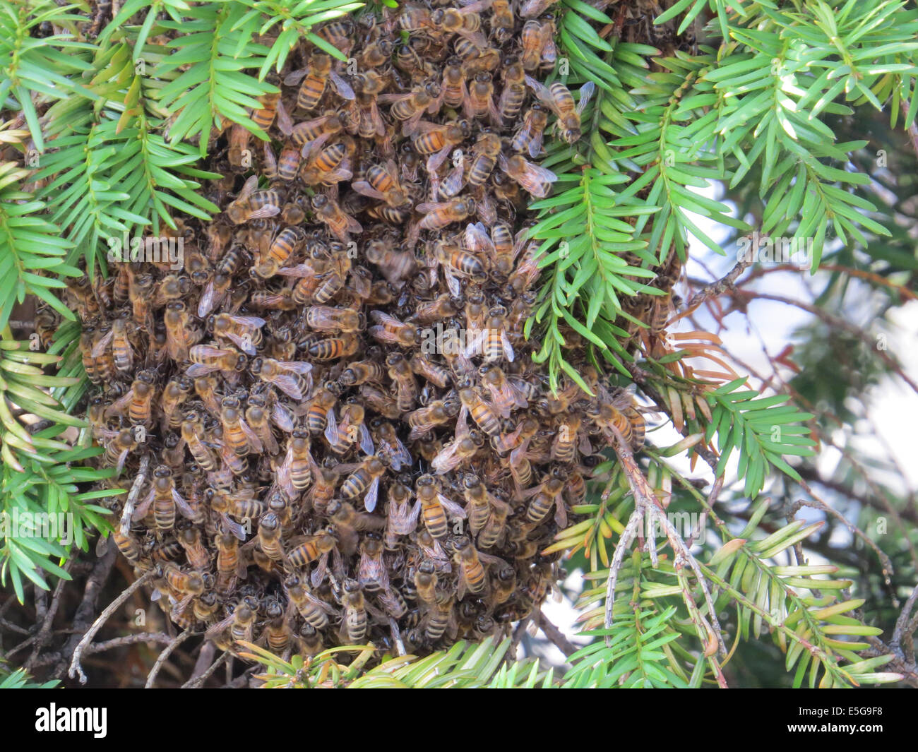 Enjambre de abejas de miel - porque están tan bien embaladas allí quizá 10.000 abejas en este enjambre . Foto Tony Gale Foto de stock
