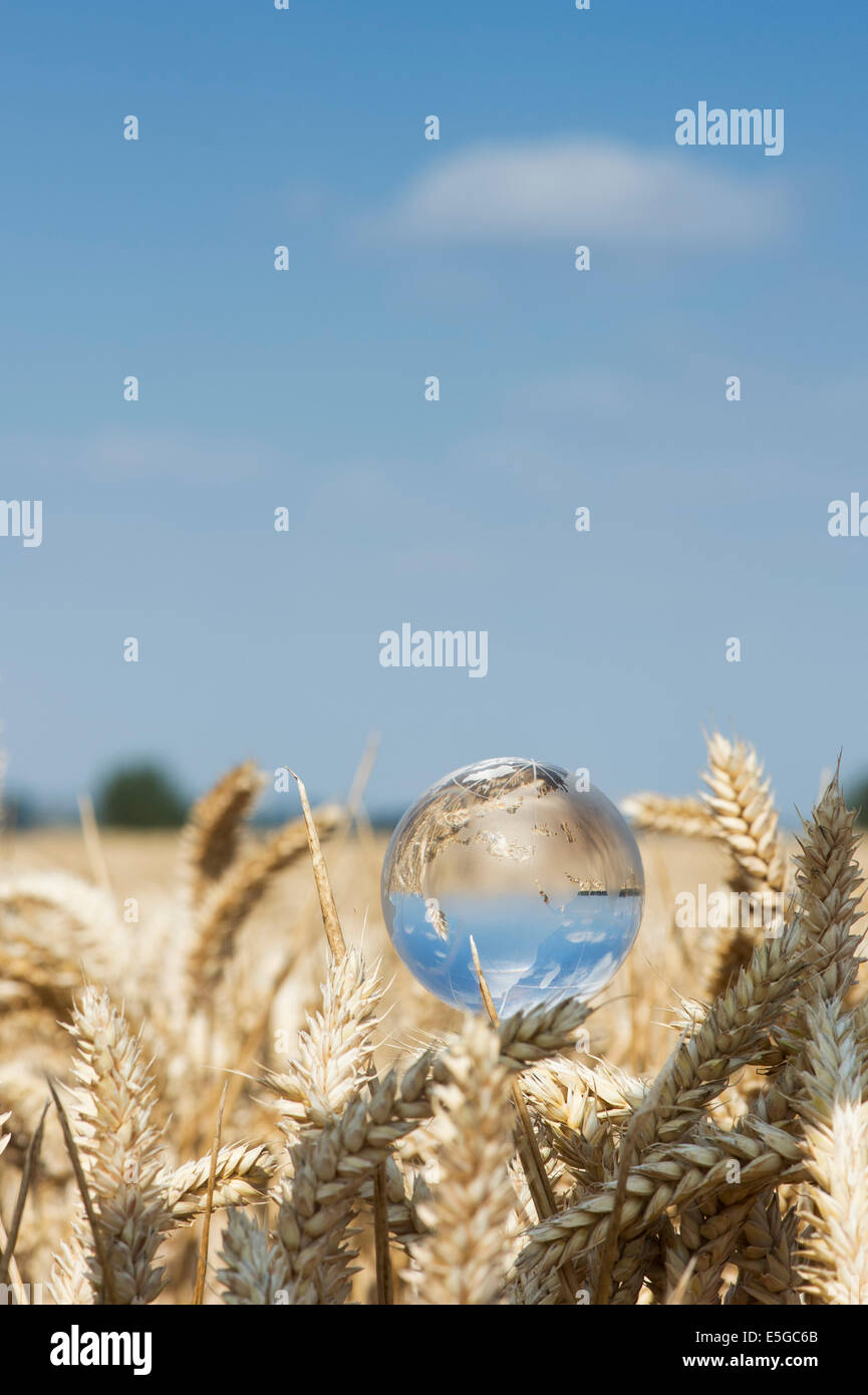 Globo de Cristal en un campo de trigo para representar una crisis alimentaria mundial / escasez Foto de stock