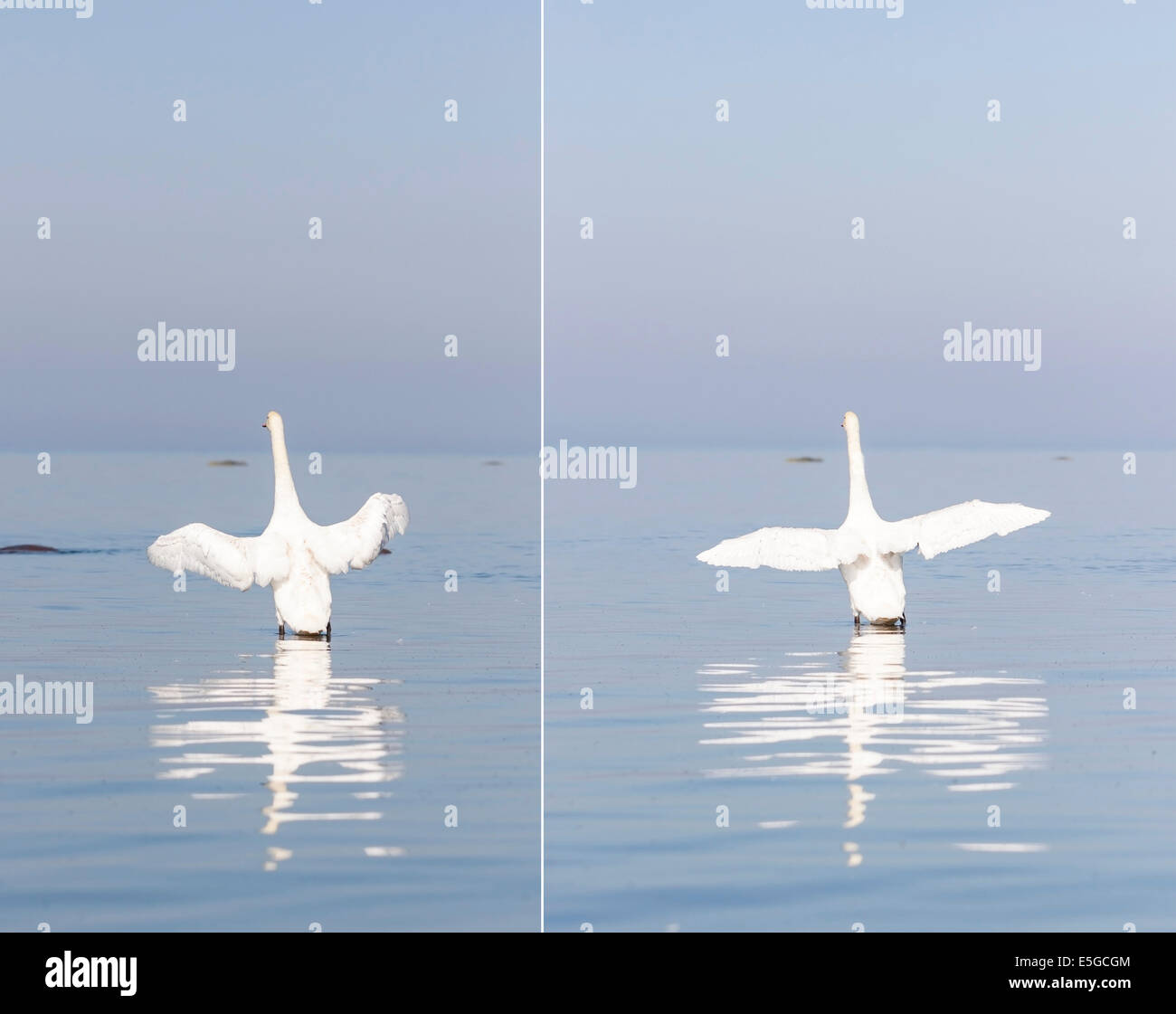 El White Swan alas abiertas se encuentra en el mar Foto de stock