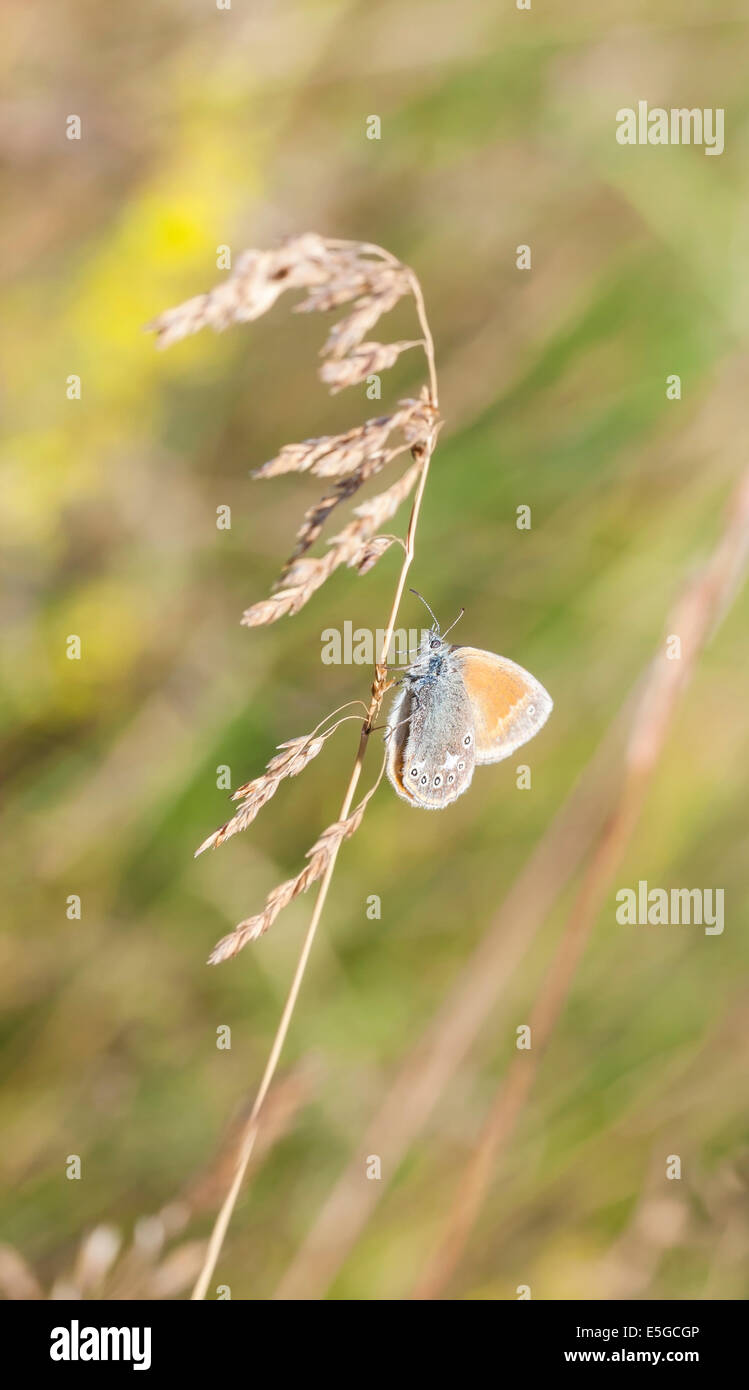 Planta de heno fotografías e imágenes de alta resolución Alamy