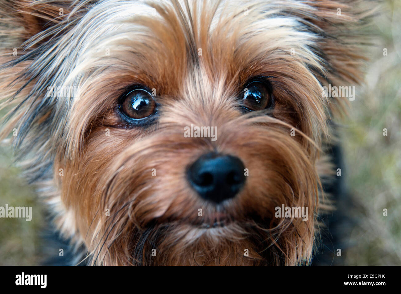 Un primer plano de la cara de un yorkshire terrier Fotograf a de