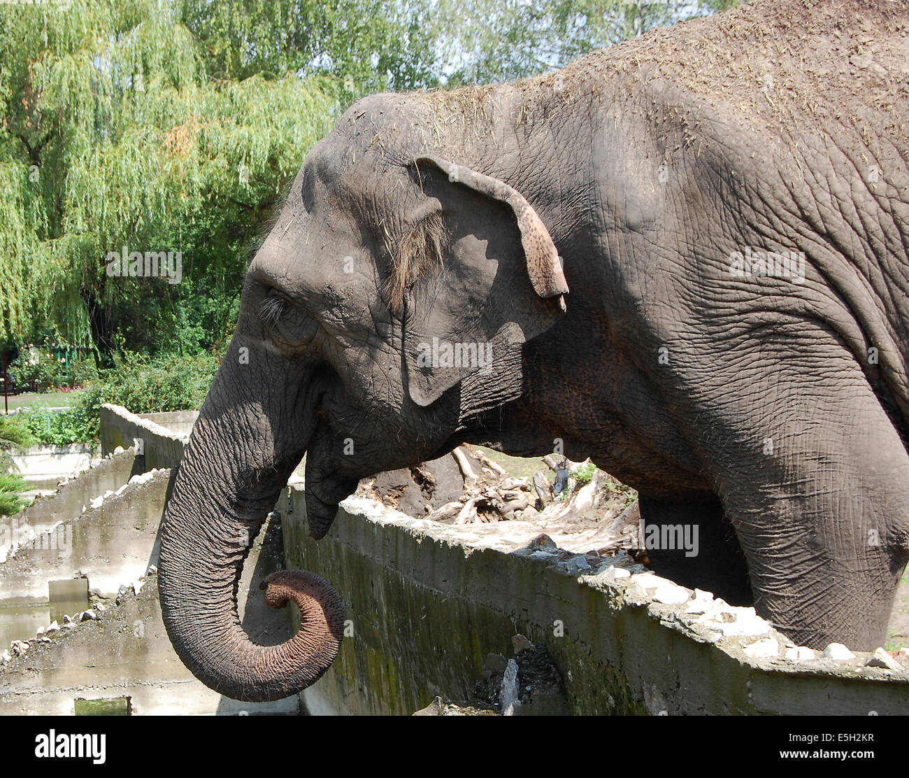 En el zoo de elefantes esperando su premio Foto de stock