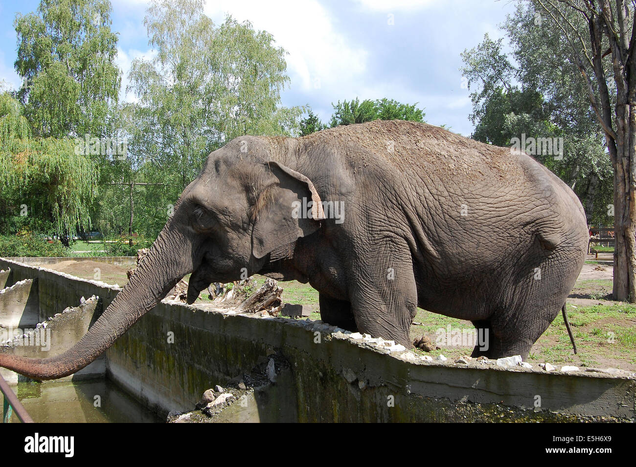 En el zoo de elefantes esperando su premio Foto de stock