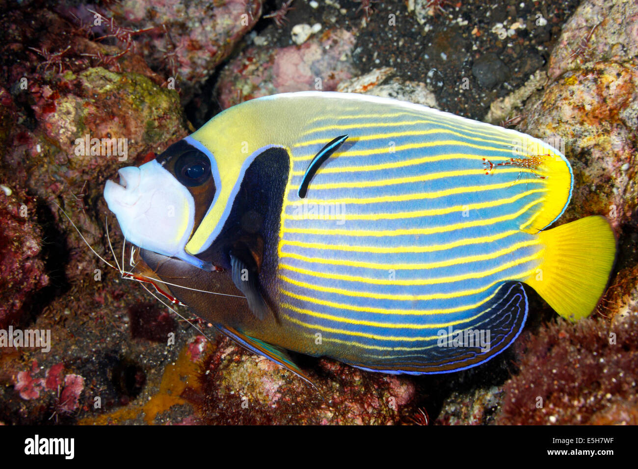 Un emperador peces ángel, Pomacanthus imperator, con limpiador camarones y un limpiador de Blue Streak de Napoleón. Foto de stock