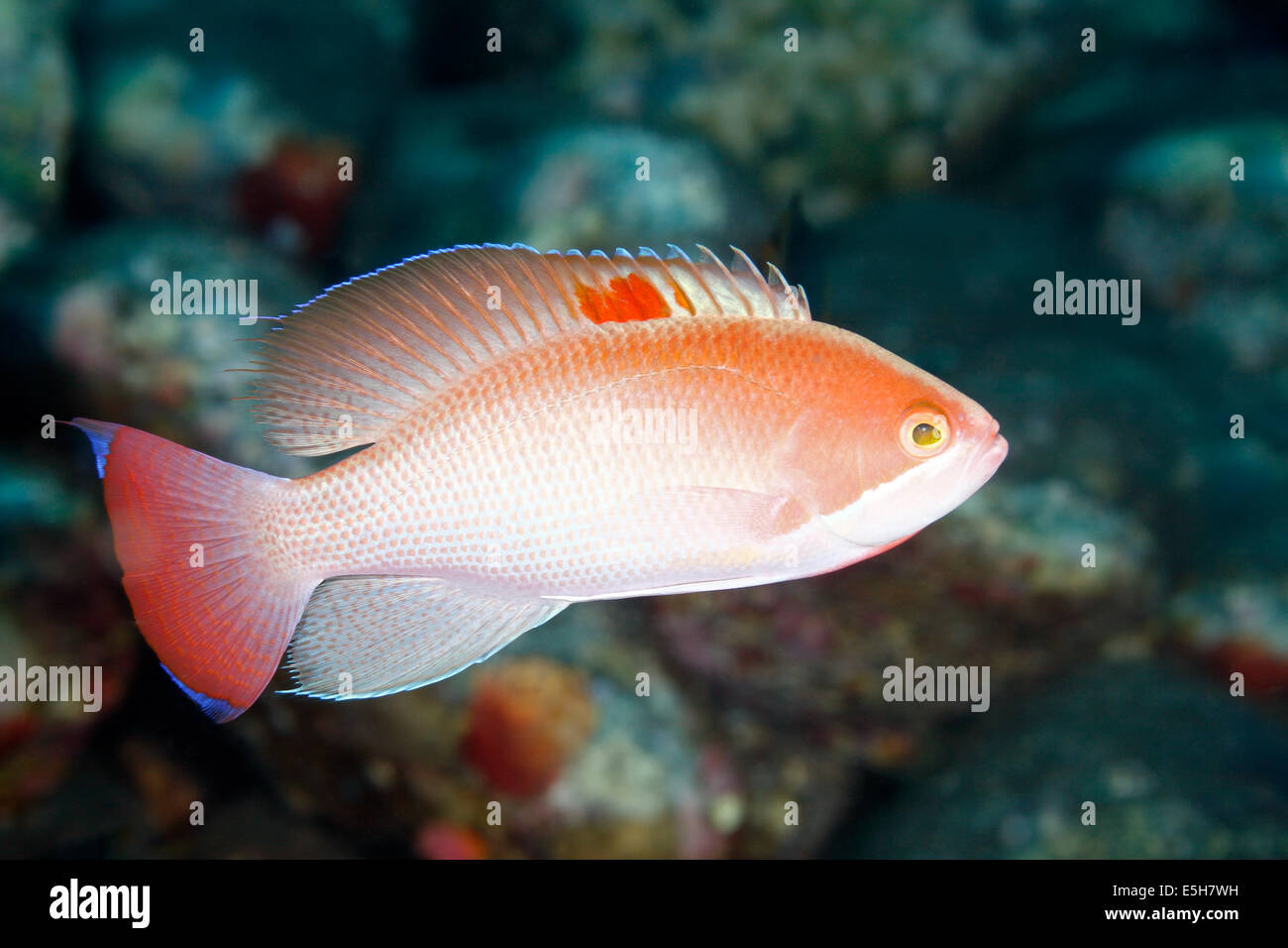 Macho, Pseudanthias hypselosoma Anthias achaparrado. Tulamben, Bali, Indonesia. Bali, mar, océano Índico Foto de stock