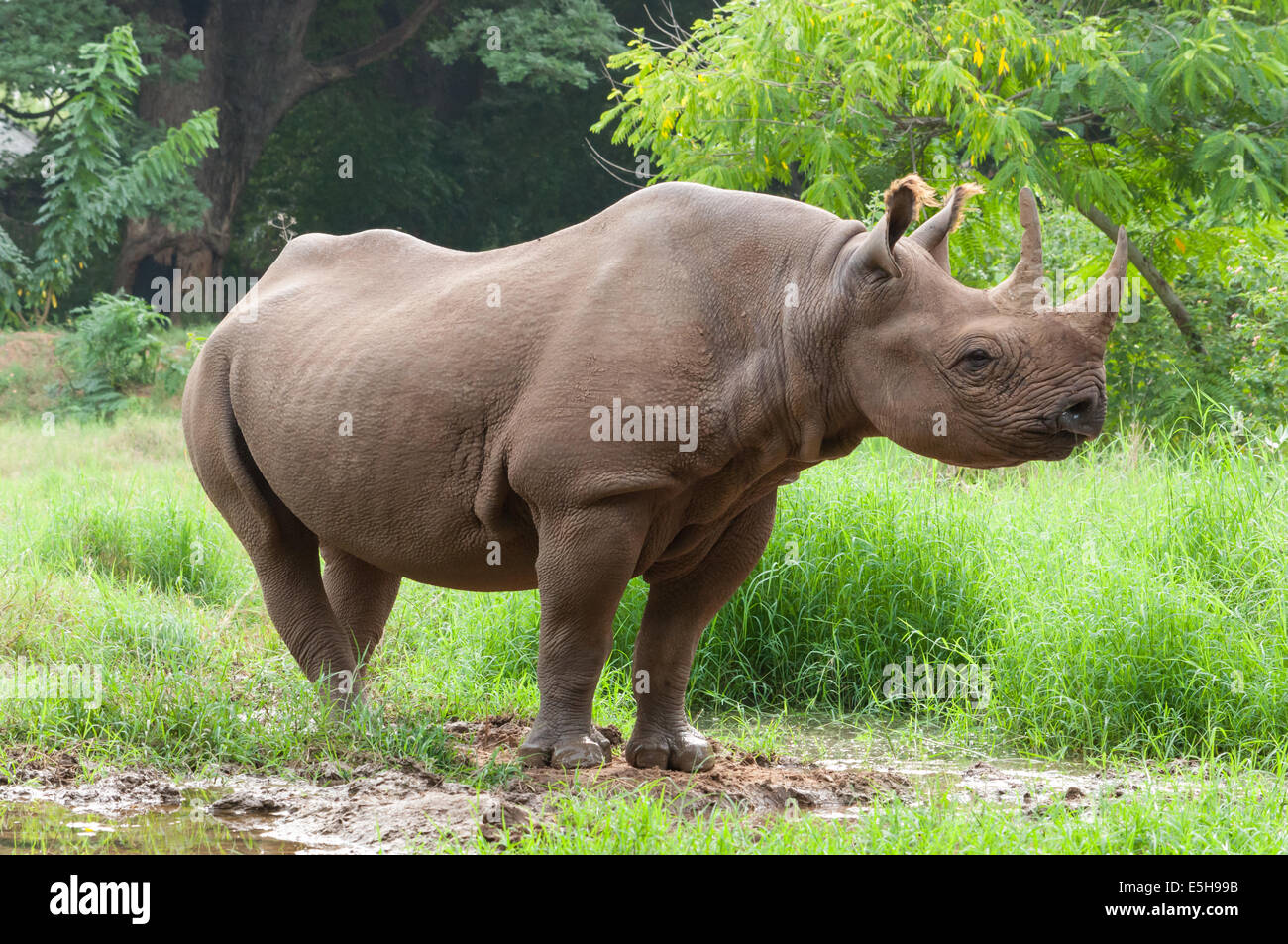 Dos cuernos de rinoceronte Ceratotherum Fotografía de stock - Alamy