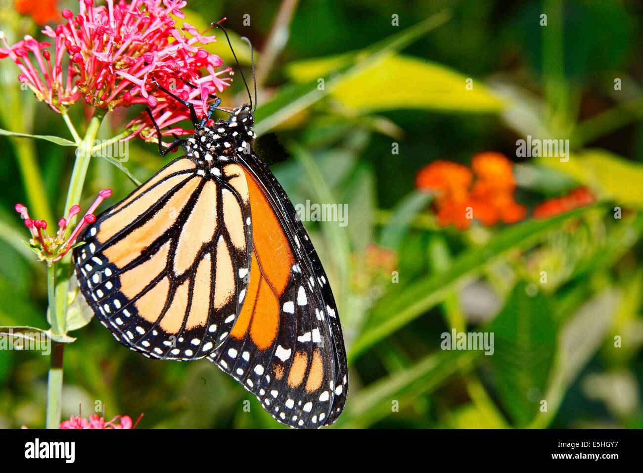 Migrantes o mariposas monarca (Danaus plexippus) Foto de stock