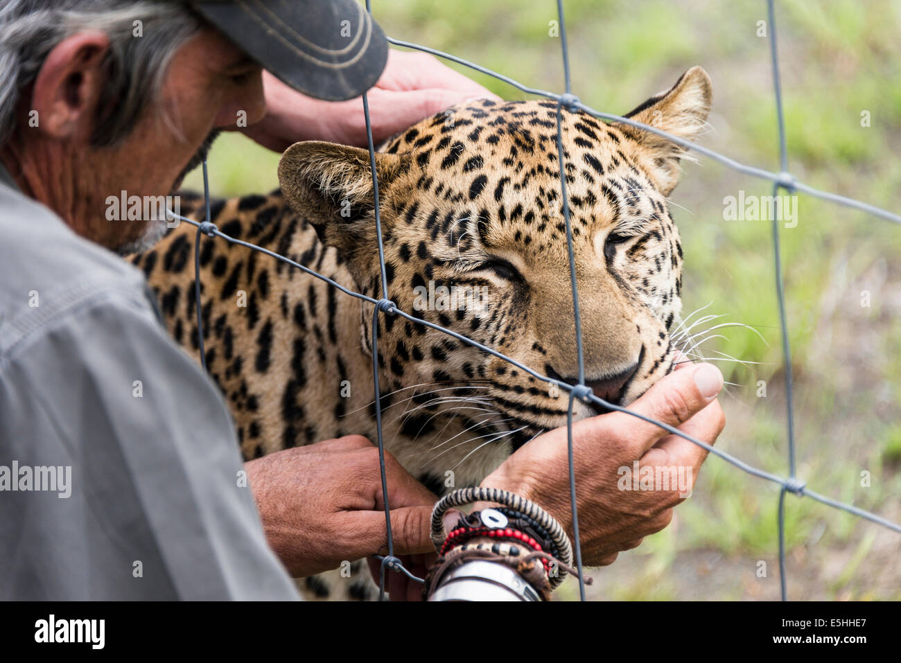 Guepardo (Acinonyx jubatus), Kwa Nambiti Cheetah proyecto de crianza, reserva, Kwa-Zulu Natal, Sudáfrica Foto de stock