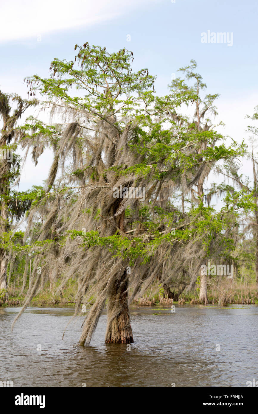 Árbol cubierto de musgo español (Tillandsia usneoides), árbol en el agua, marismas, Louisiana, Estados Unidos Foto de stock