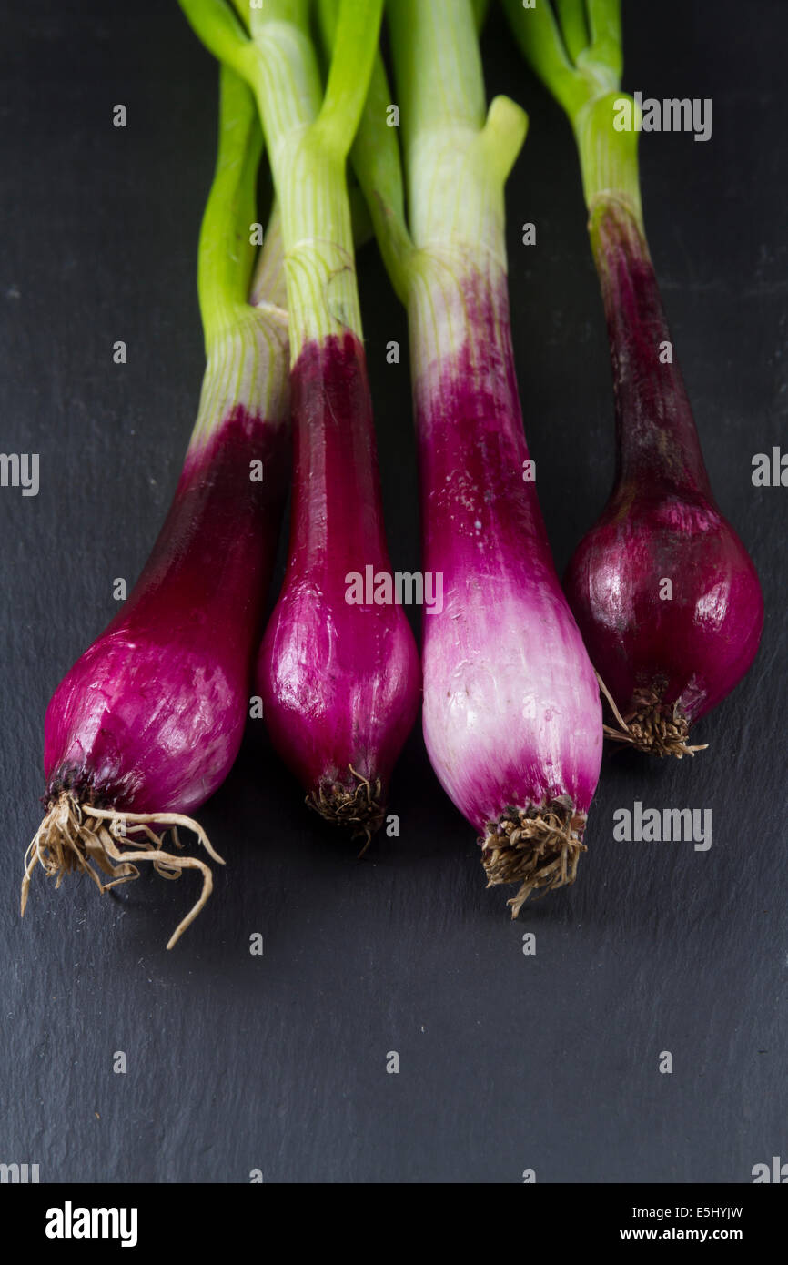 Cerca del final de cuatro raíz púrpura y verde cebollines, cebolla verde, cebolleta, ensalada de cebolla, mesa verde cebolla, chalota Foto de stock