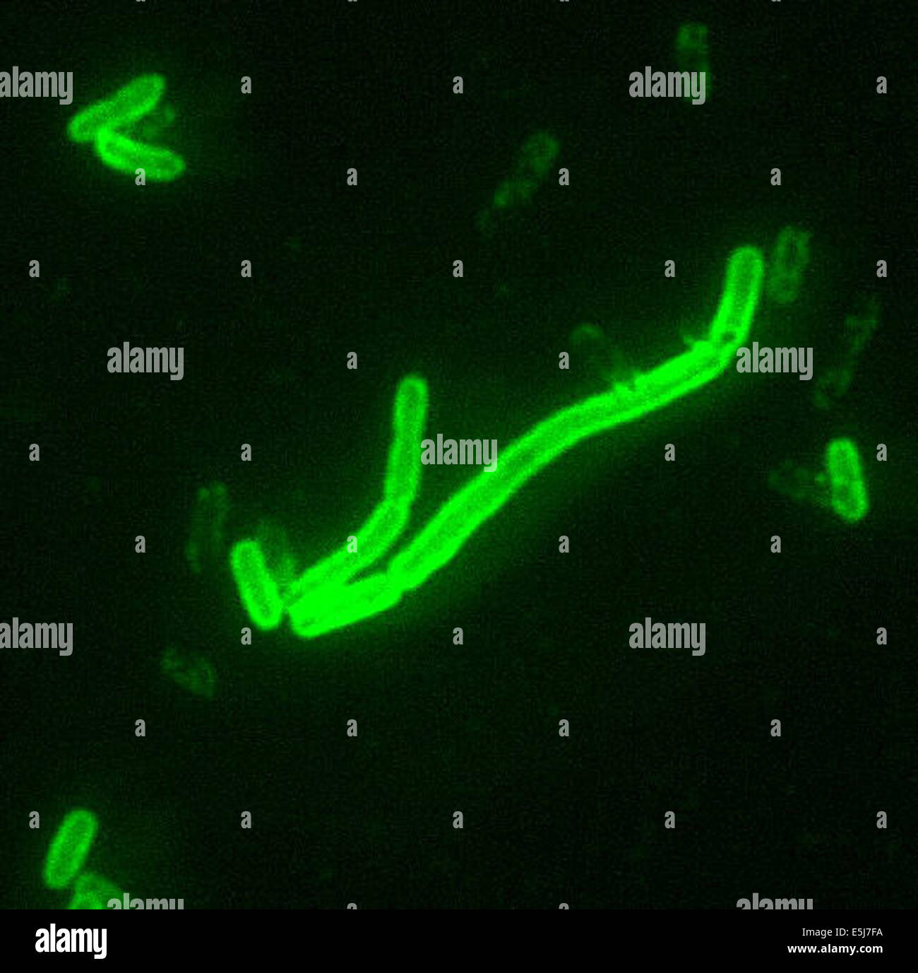 El bacilo de la peste de Yersinia pestis, tinción directa de anticuerpos fluorescentes (DFA), 200x de ampliación. A partir de los archivos de prensa Servicio Vertical - Imagen creada por Larry Stauffer. (Peste bubónica y neumónica, Septicemic) Foto de stock