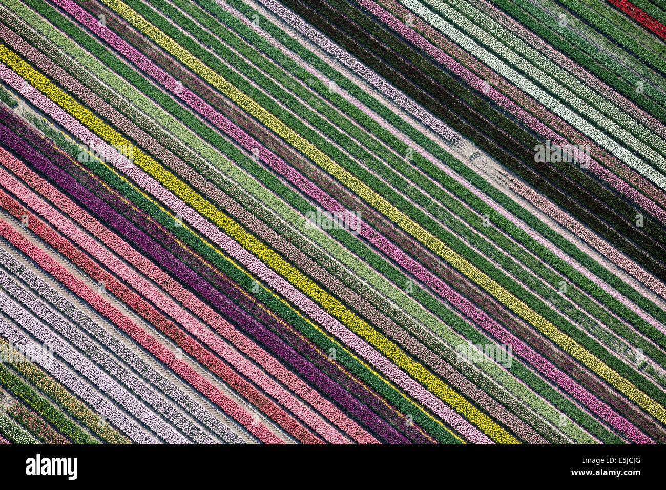 Países Bajos, Almere, floración, tulipanes en la zona de ensayo. Antena Foto de stock