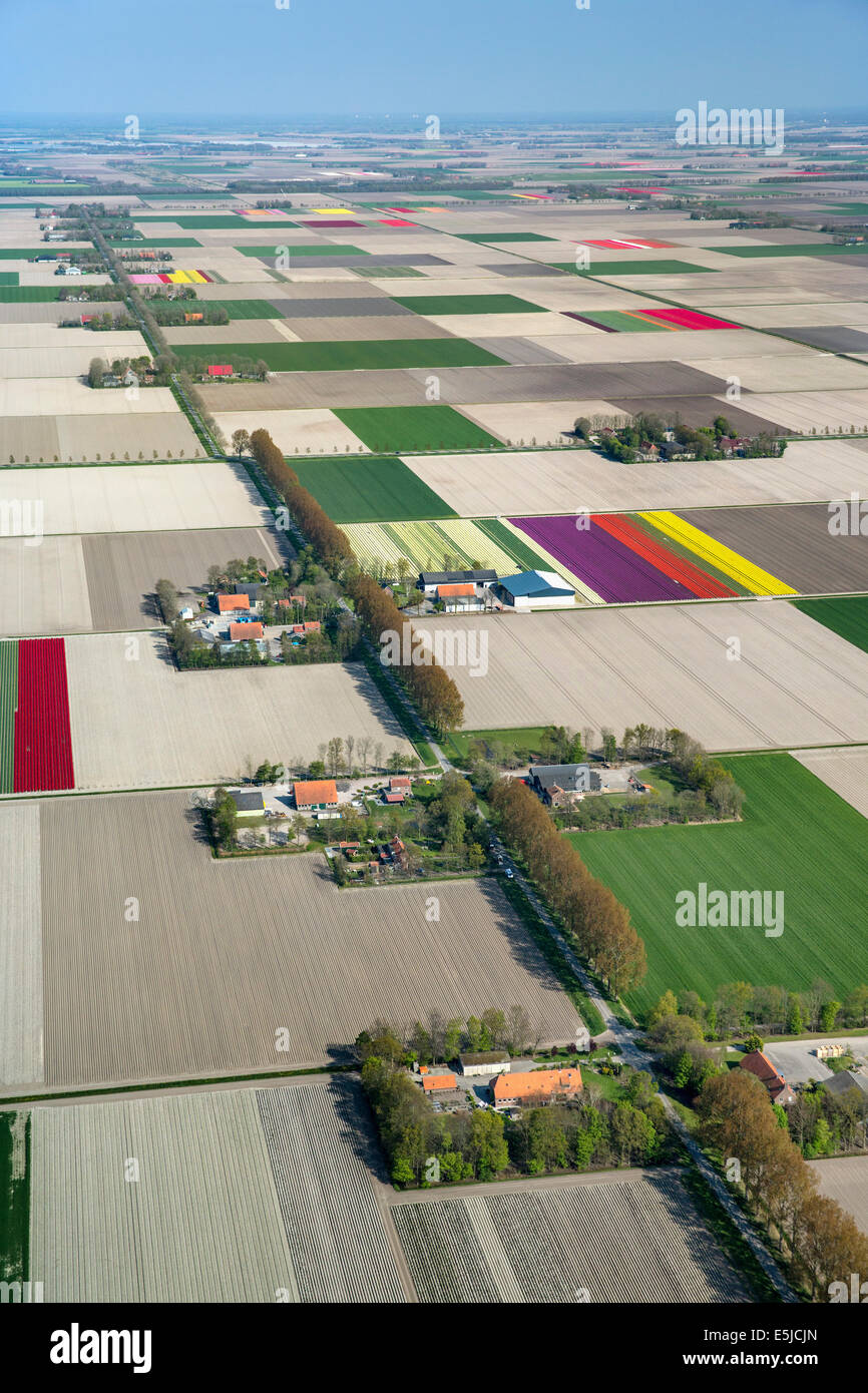 Países Bajos, Creil, Granjas, tierras de cultivo y tulipanes florecidos. Antena. Flevopolder. Foto de stock