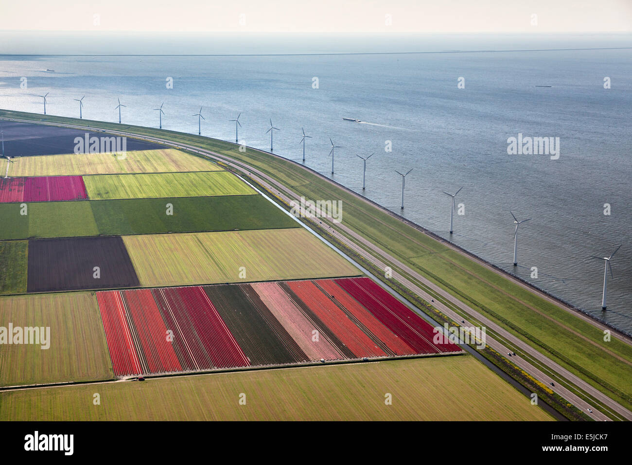 Holanda, Lelystad, Lago llamado IJsselmeer. Aerogeneradores. Tulipanes florecidos. Antena. Flevopolder. Foto de stock