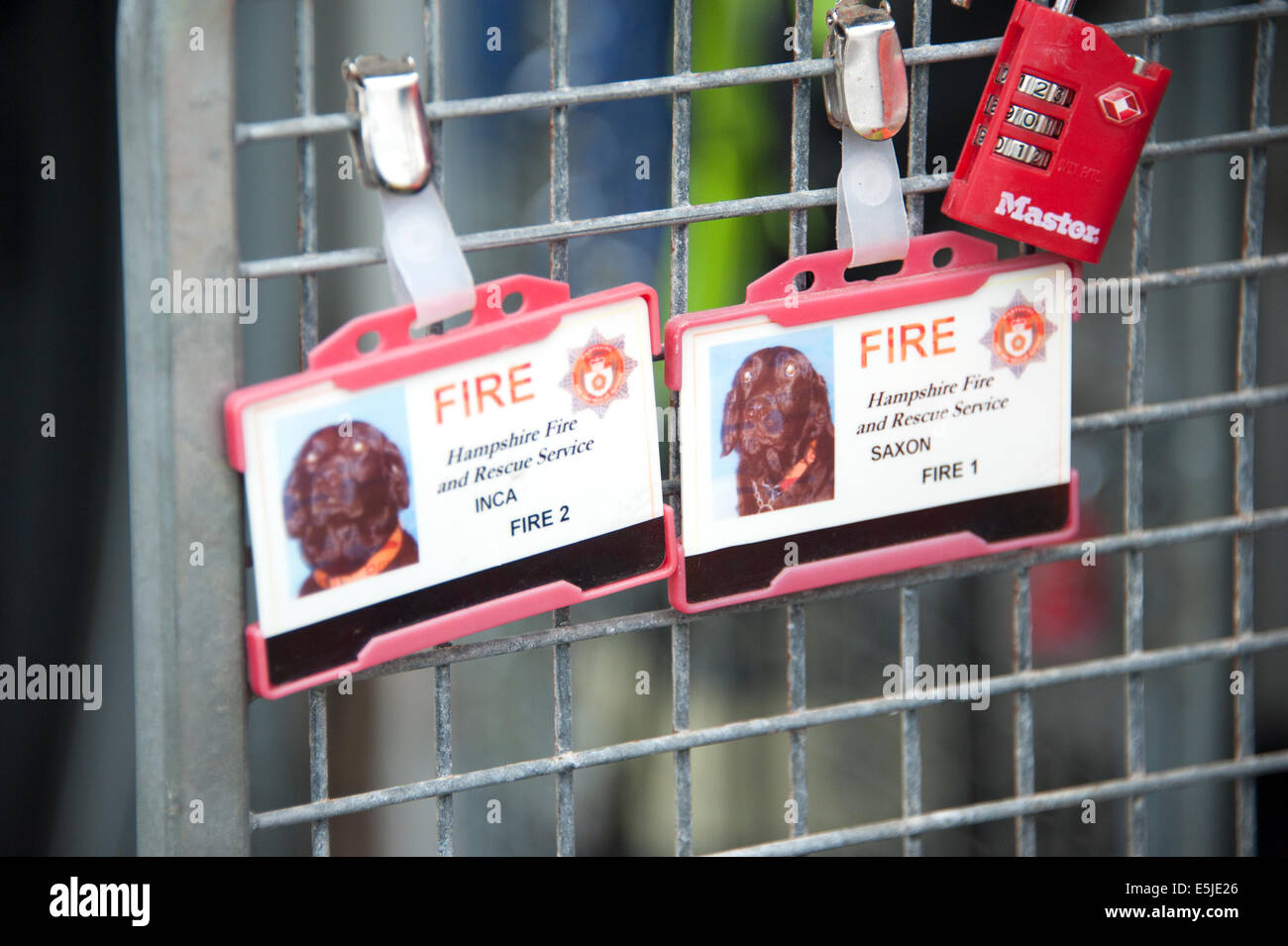 Fire & y el rescate de perros rastreadores usar tarjeta ID Foto de stock