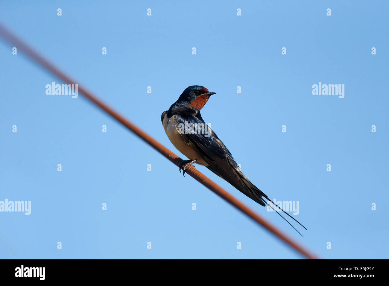 Tragar, Hirundo rustica, solo pájaro en el cable, Cornualles, junio de 2014 Foto de stock