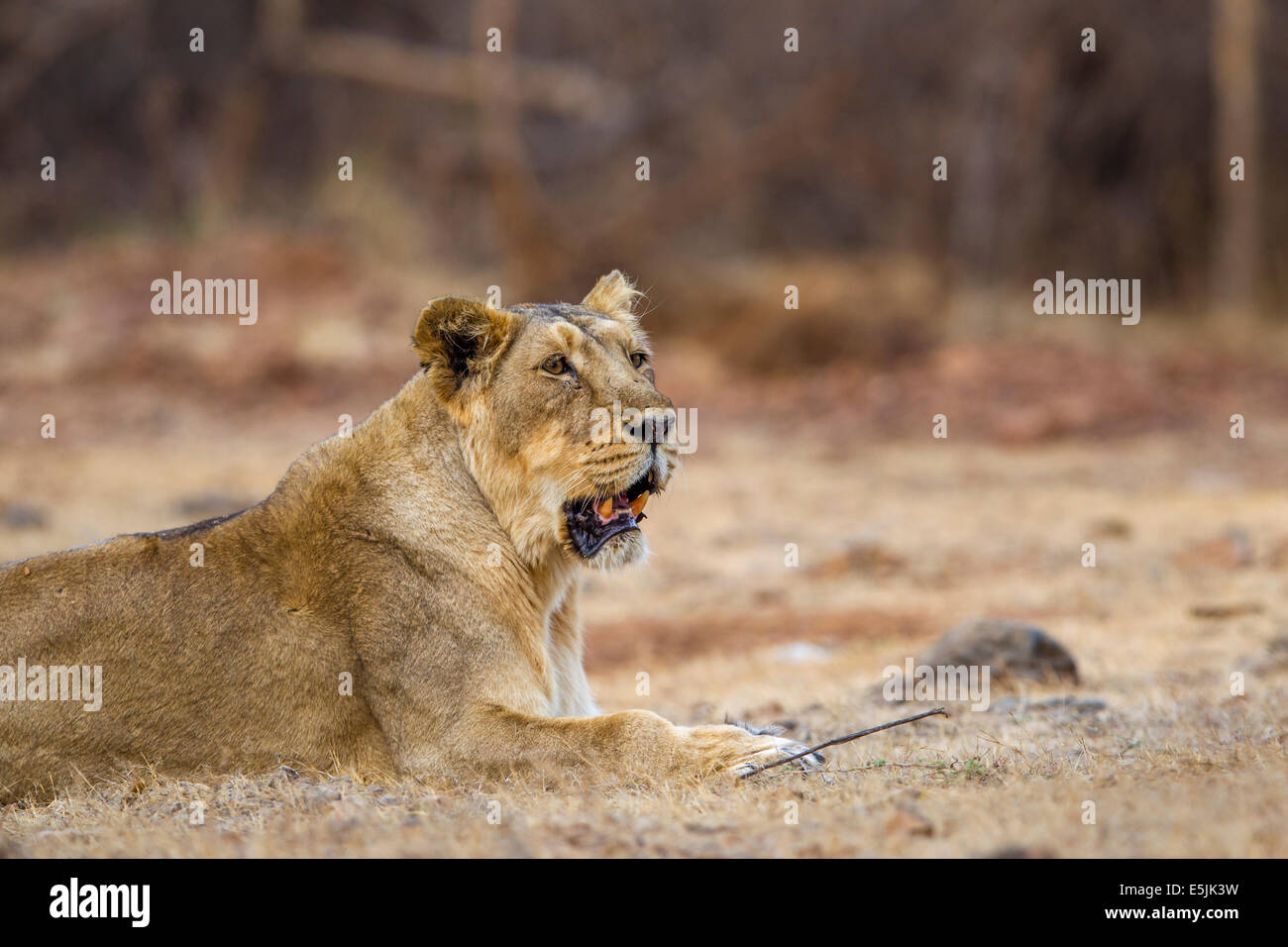León asiático (Panthera leo persica) en el bosque de Gir, Gujarat, India. Foto de stock