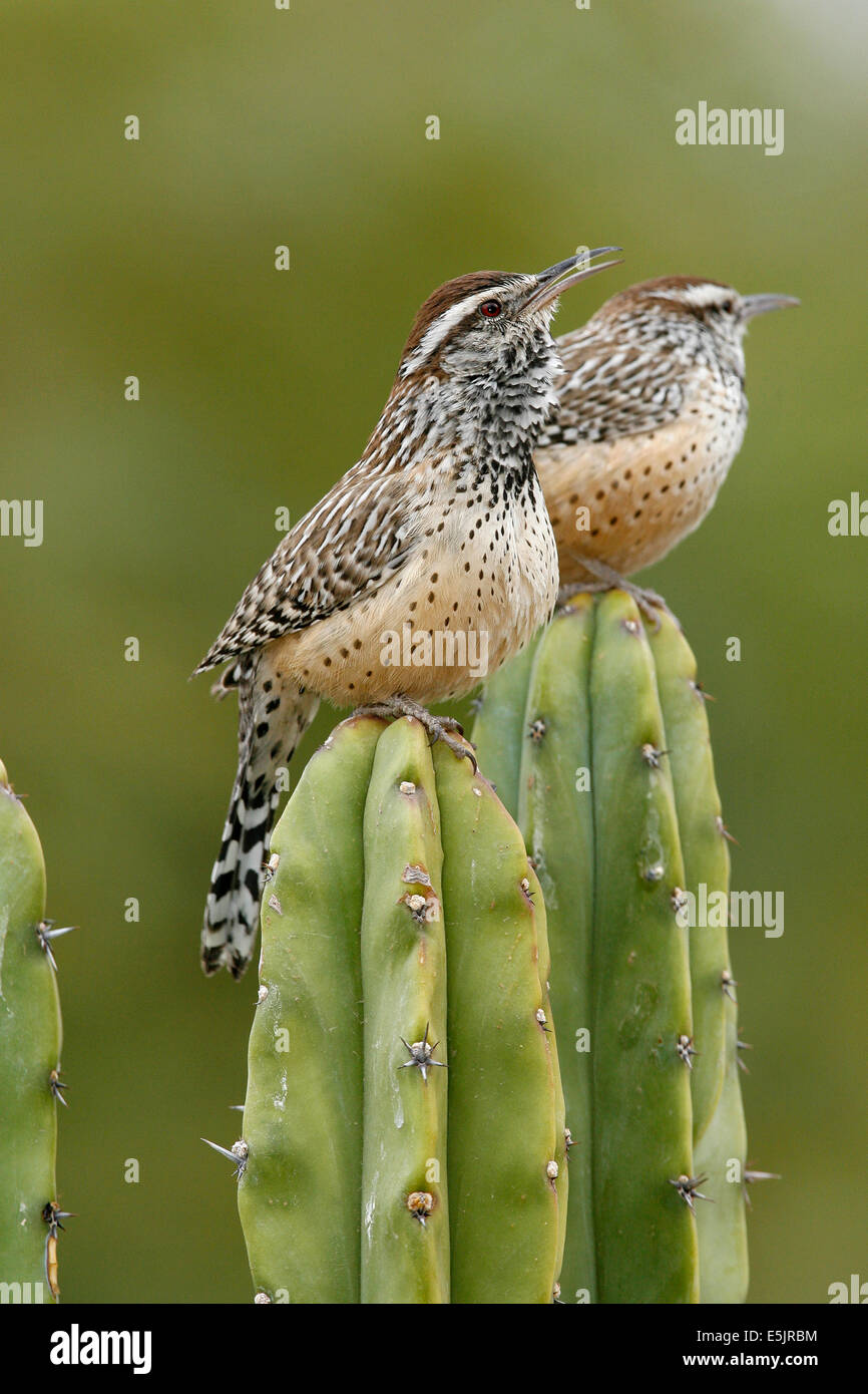 Cactus Wren - Campylorhynchus brunneicapillus - adulto Foto de stock
