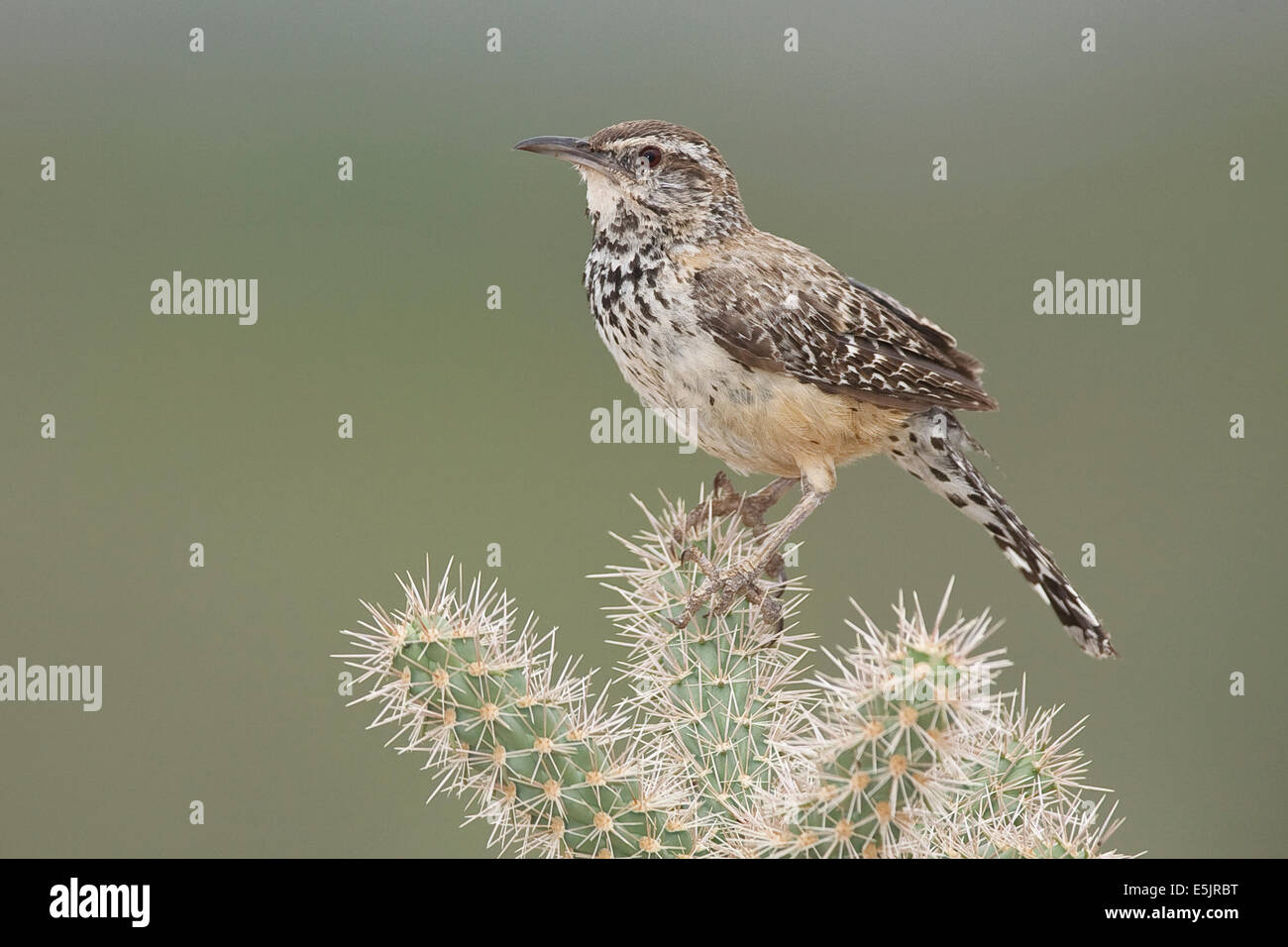 Cactus Wren - Campylorhynchus brunneicapillus - adulto Foto de stock