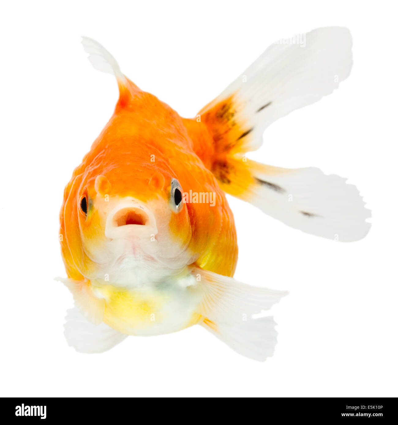 Goldfish Pearlscale aislado en blanco alta calidad estudio Shot quita manualmente desde el fondo para que se complete el Finnage Foto de stock