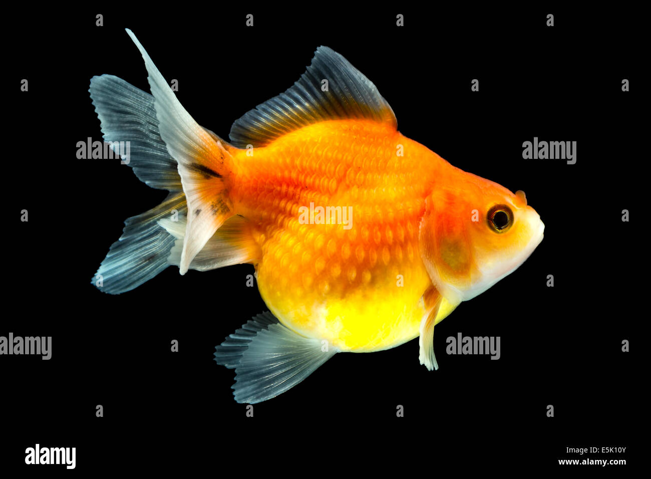 Goldfish Pearlscale aislados en negro de alta calidad estudio Shot quita manualmente desde el fondo para que se complete el Finnage Foto de stock