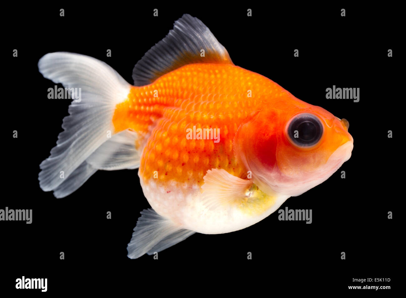 Goldfish Pearlscale aislados en negro de alta calidad estudio Shot quita manualmente desde el fondo para que se complete el Finnage Foto de stock