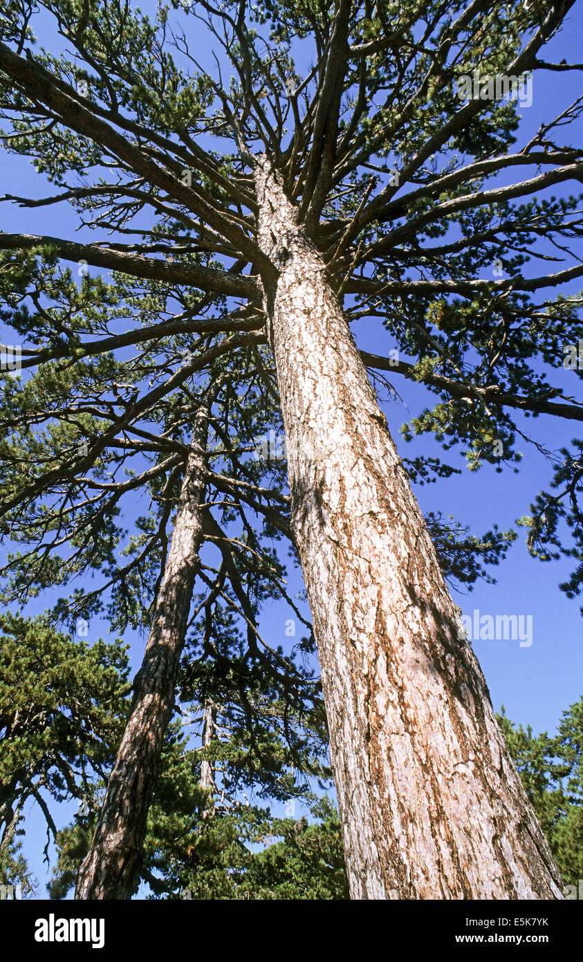 Chipre, Las montañas Troodos, pino negro (Pinus nigra) Foto de stock