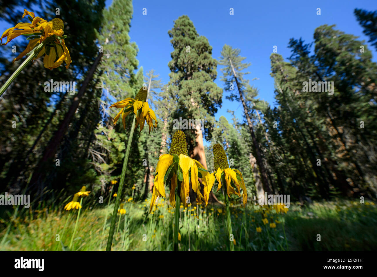 Flores en el cono Mariposa Grove de Secoyas Gigantes, El Parque Nacional Yosemite Foto de stock