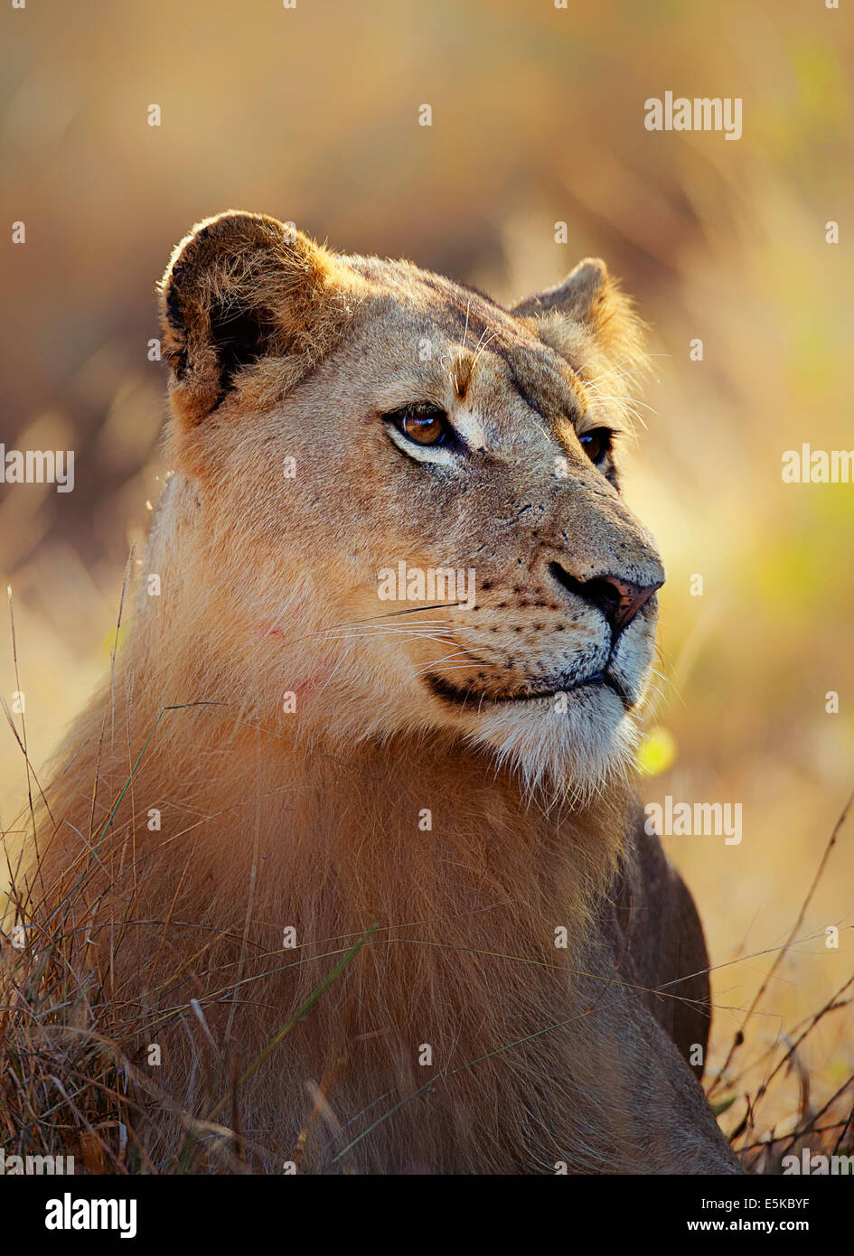 León (Panthera leo) retrato tumbado en la hierba - Parque Nacional Kruger (Sudáfrica) Foto de stock