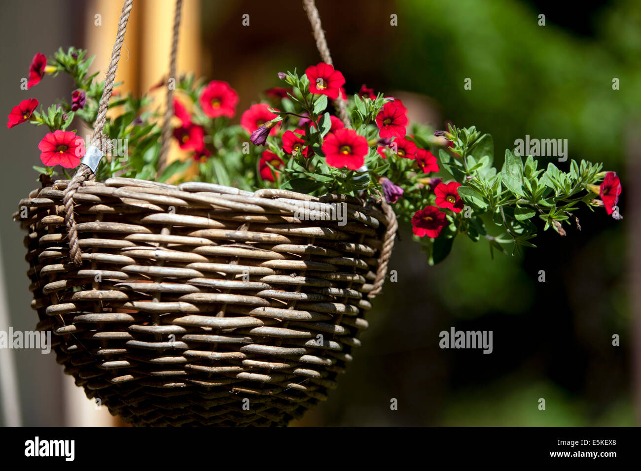 Petunias rojas en maceta de mimbre de flores de jardín, cesta colgante Foto de stock