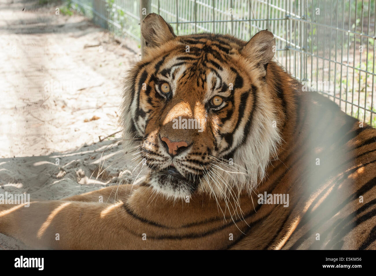 Tigre de Bengala en cautiverio en rescate de animales del bosque, de Ocala, Florida, EE.UU. Foto de stock