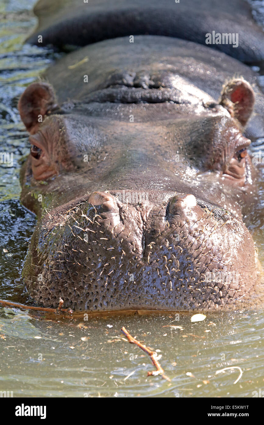 Retrato de un hipopótamo (Hippopotamus amphibius), un peligroso semiaquatic mamíferos herbívoros del África subsahariana Foto de stock