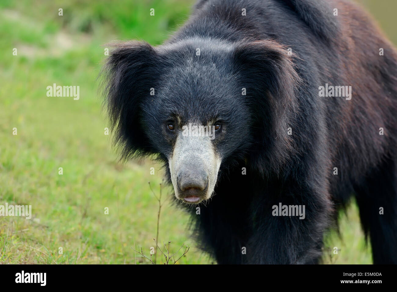 Oso perezoso, el oso o Labiated Stickney Oso (Melursus ursinus, Ursus ursinus) Foto de stock