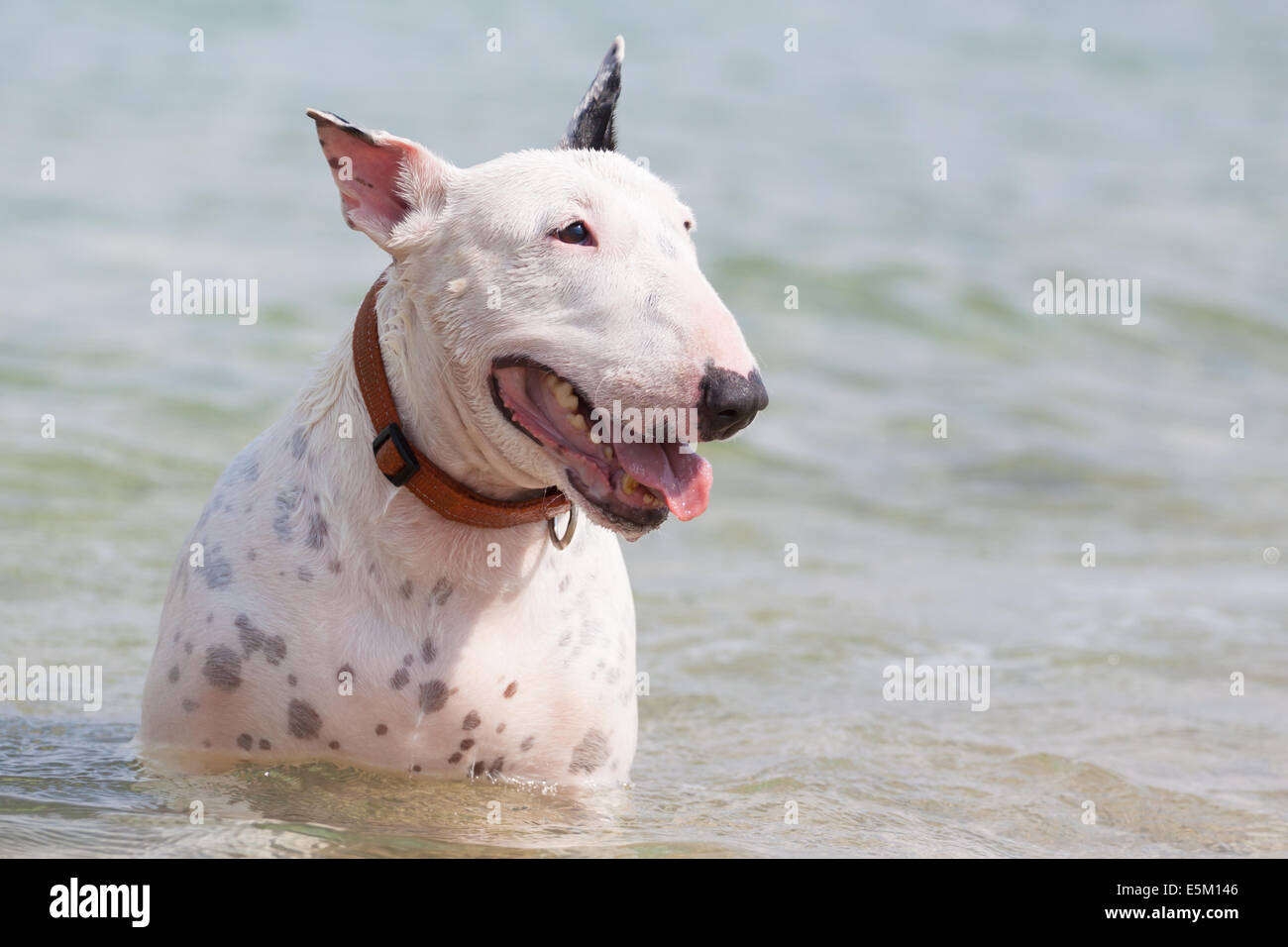 Perro bull terrier blanco. Foto de stock