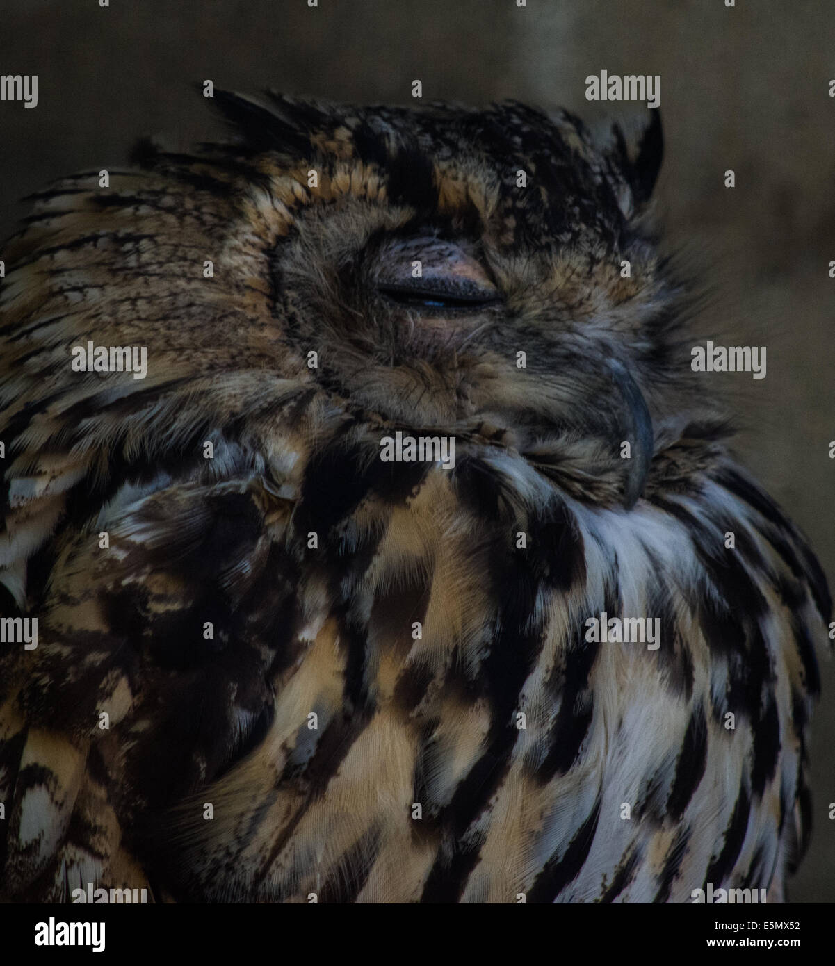 águila dormida fotografías e imágenes de alta resolución - Alamy