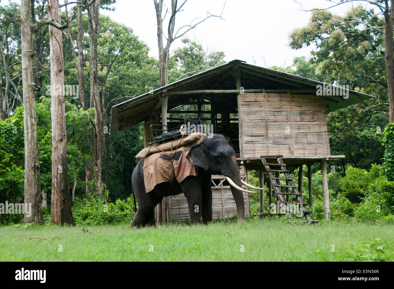 Domesticado elefante asiático utilizado para el bosque safari Foto de stock