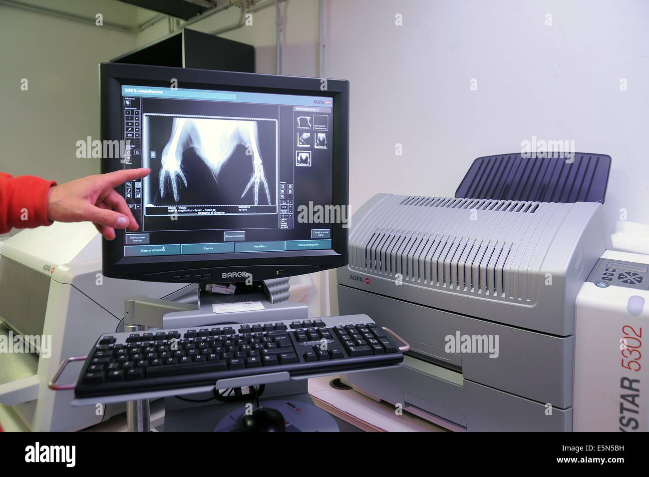 El Acuario de Génova (Italia), laboratorio de biología, los rayos x de un pingüino Foto de stock