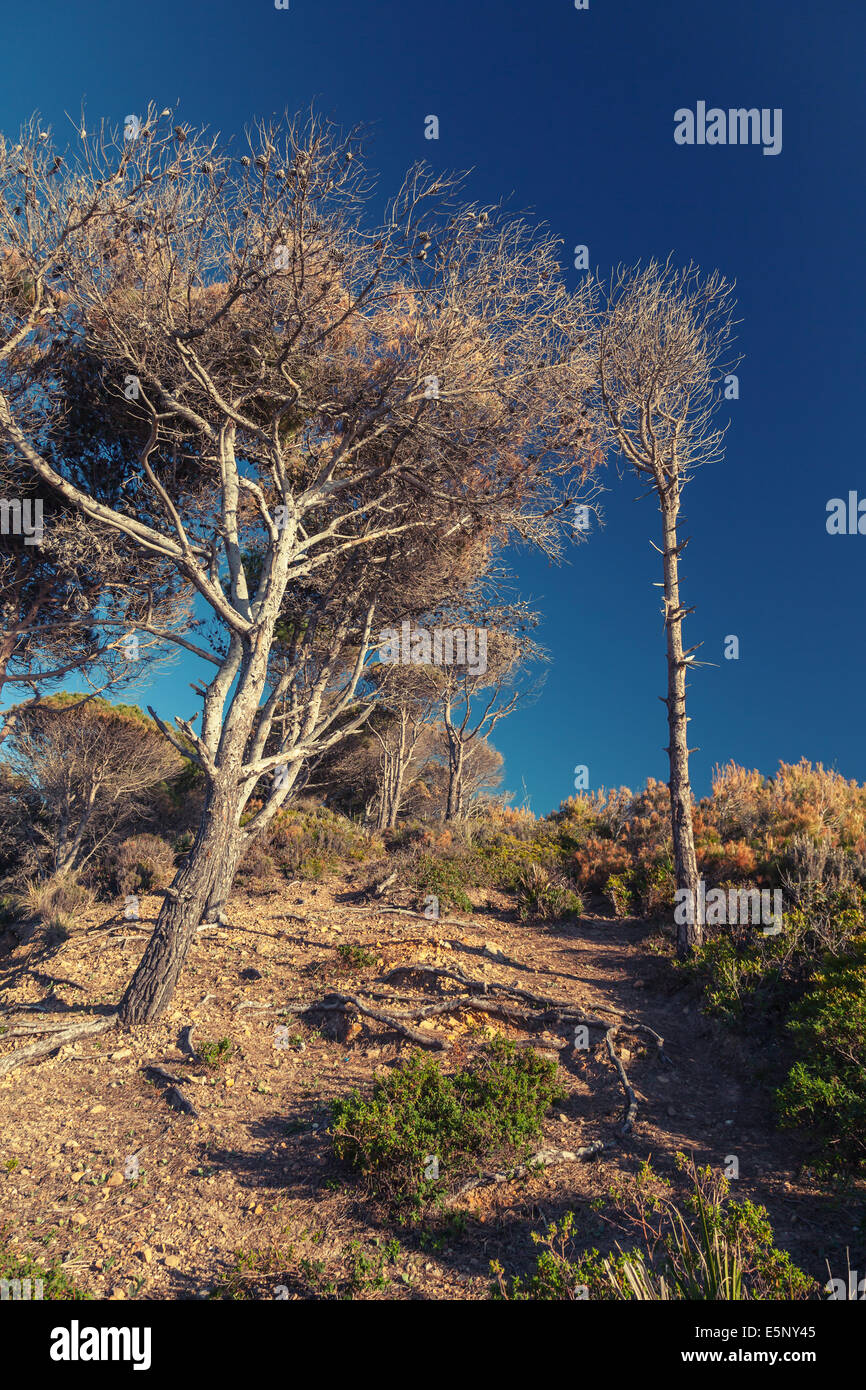 Seque los pinos y el cielo azul profundo. Paisaje de bosque ribereño. Marruecos Foto de stock