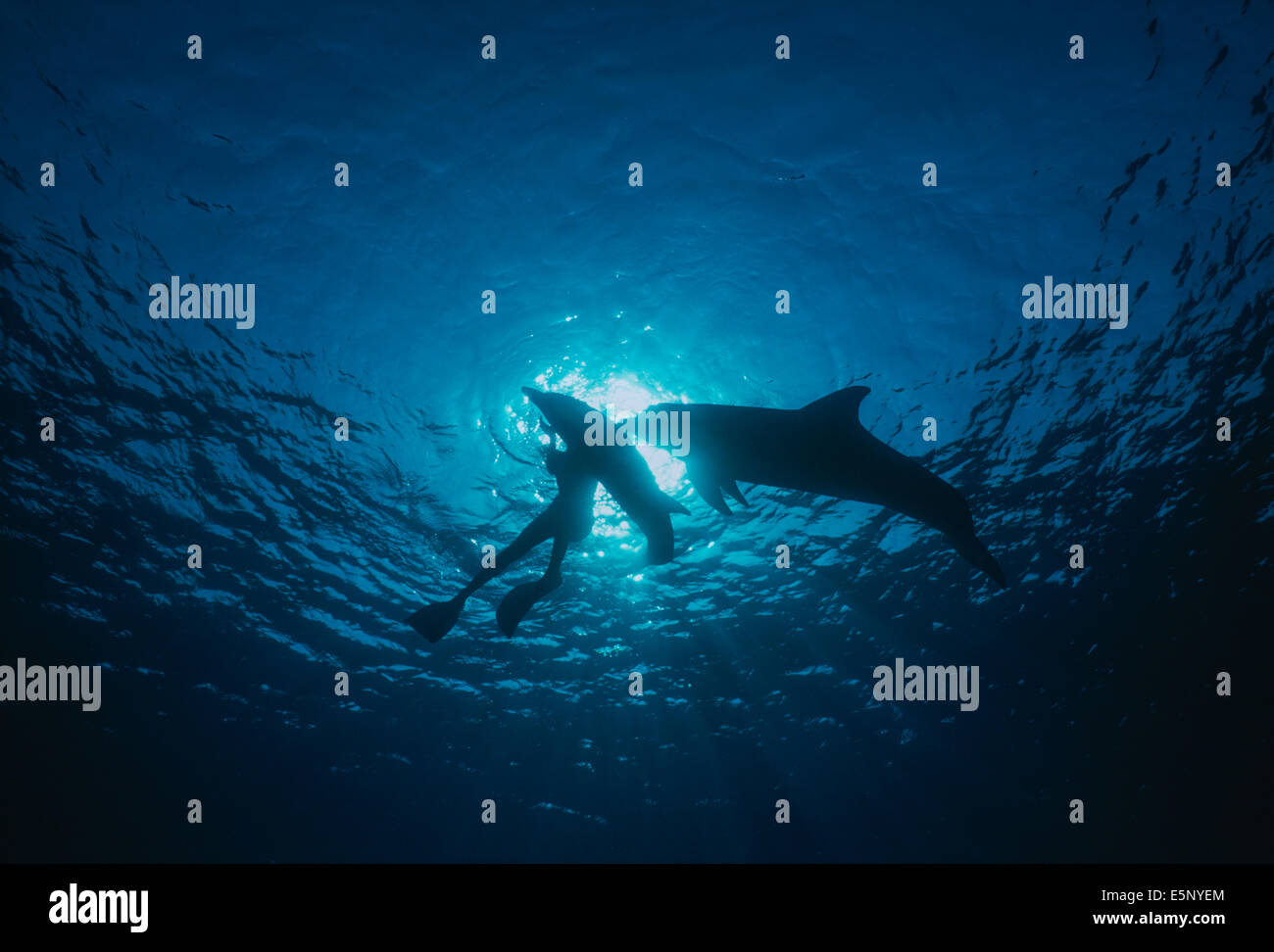 Entrenador de delfines interactúa con la madre y juveniles de delfines nariz de botella (Tursiops truncatus). Dolphin reef, Eilat, Israel, Rojo Se Foto de stock