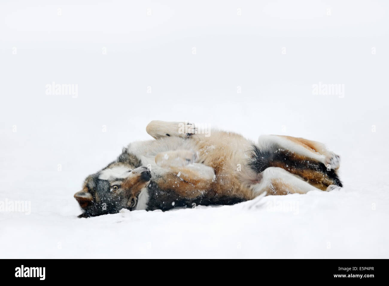 El lobo (Canis lupus) en invierno Foto de stock