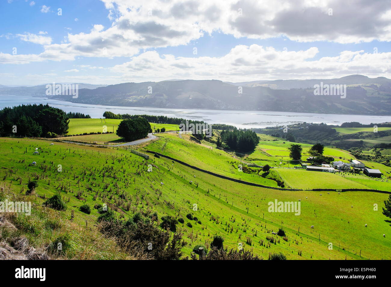 Exuberantes campos verdes con ovejas pastando, la Península de Otago, Isla del Sur, Nueva Zelanda, el Pacífico Foto de stock