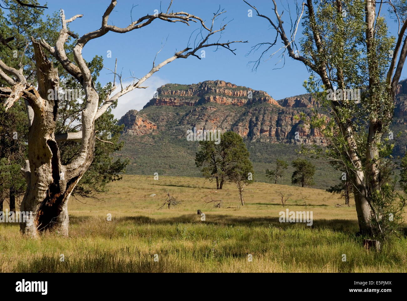 Escarpe de piedra arenisca encima Wilpuna Valle, parque nacional de Flinders Ranges, en Australia del Sur, Australia, el Pacífico Foto de stock